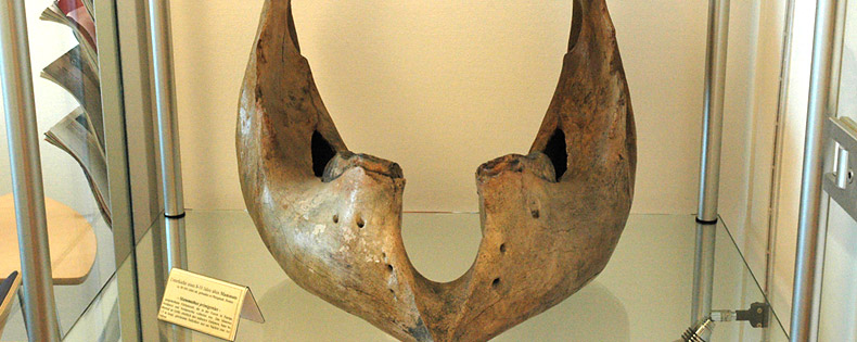 Mammut-Kiefer in der Praxis für Mund-, Kiefer- und Gesichtschirurgie Udo E. Novacek